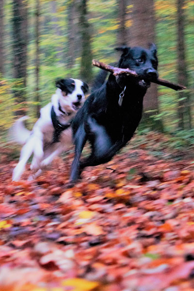 Tierphysiotherapie München und Umgebung - Hausbesuch