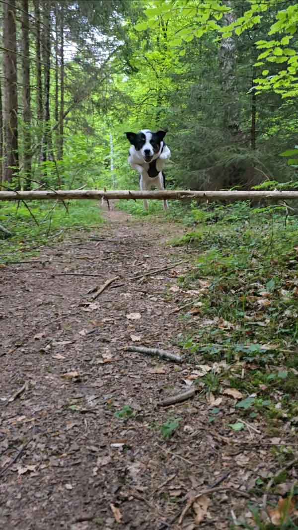 Tierphysiotherapie München und Umgebung zur Mobilisierung von Hunden, Katzen und Pferden