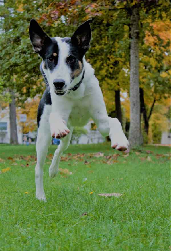 Tierphysio München, Schmerztherapie