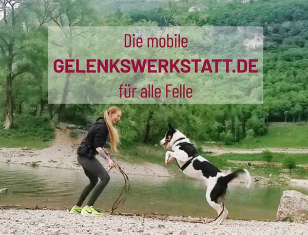 tierphysiotherapie muenchen Mobile Tierphysiotherapie München und Umgebung