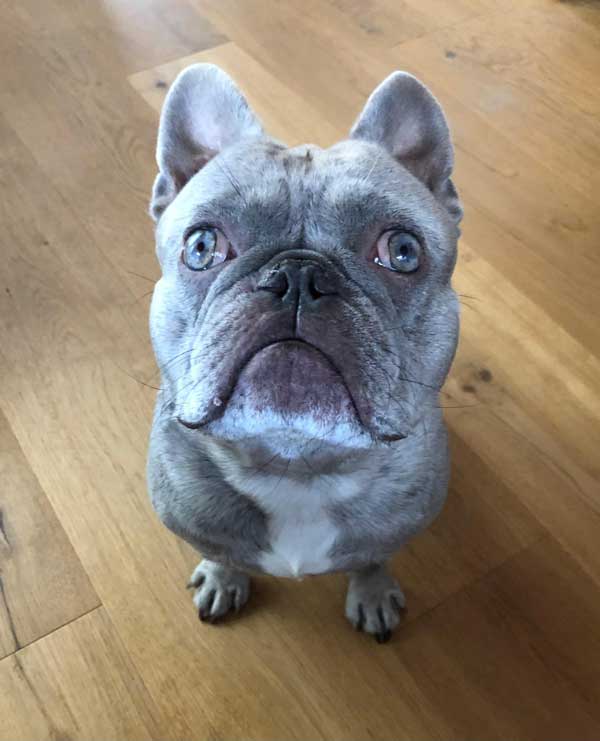 Tierphysiotherapie Patient Moggi