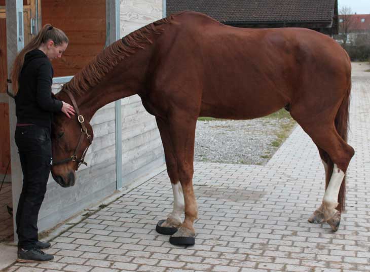 Physiotherapie für Pferde: Entspannung durch Berührung