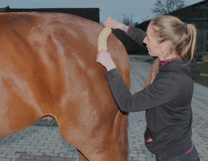 Physiotherapie für Pferde: Faszien behandeln