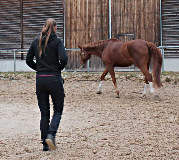 Physiotherapie für Pferde: Gangbild analysieren