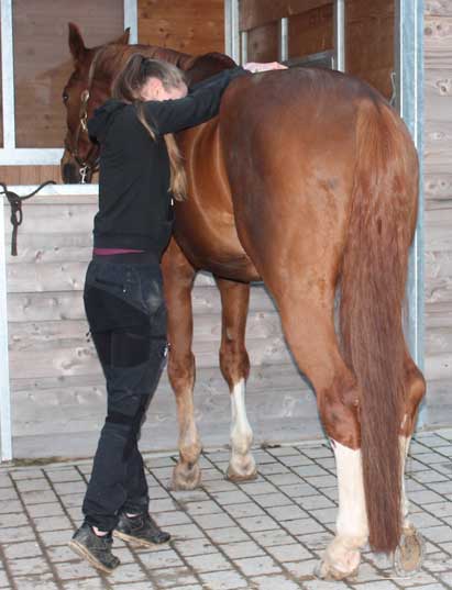 Physiotherapie für Pferde: Mobilisierung mit Dorn-Methode