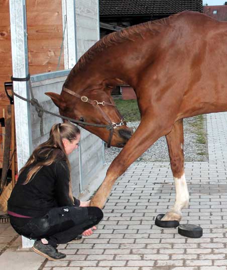 Physiotherapie für Pferde: Sanfte Therapie mit starker Wirkung