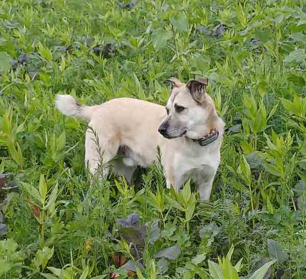 Tierphysiotherapie Hund Rücken- und Hüftprobleme