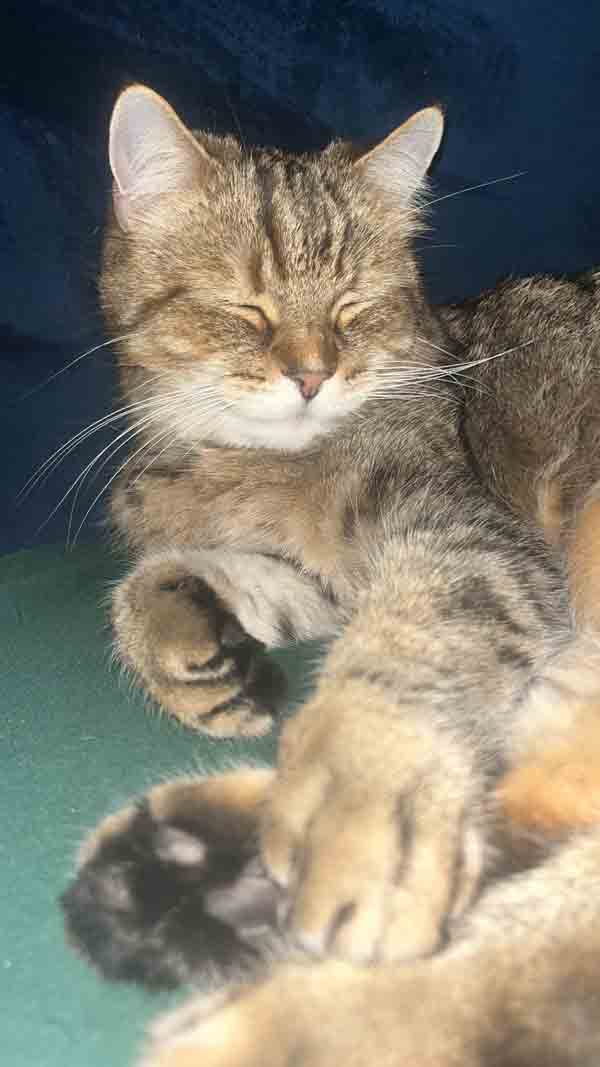 Tierphysiotherapie Katze mit Arthrose