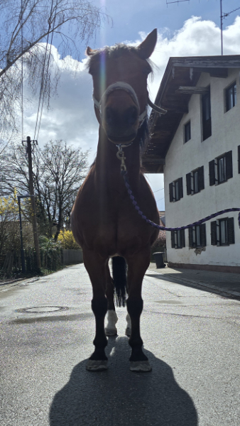 Physiotherapie Pferd, Münchner Osten: Pferd nach Unfall durchtrittig, mit Rückenschmerzen nach der Behandlung