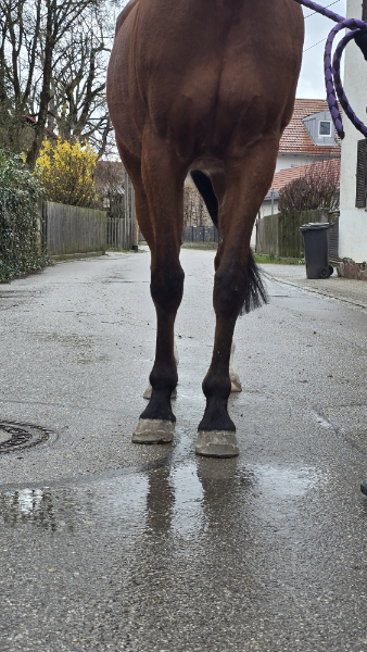 Physiotherapie Pferd, Münchner Osten: Pferd nach Unfall durchtrittig, mit Rückenschmerzen vor der Behandlung