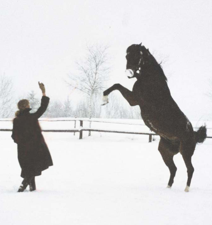 Pferd Physiotherapie nach Unfall - Blockaden gelöst, Mobilität wieder hergestellt