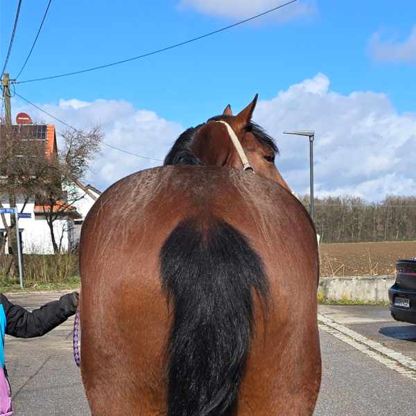Pferdephysiotherapie Isabel Sieber, Münchner Osten: Pferd mit Beckenschiefstand nach der Behandlung