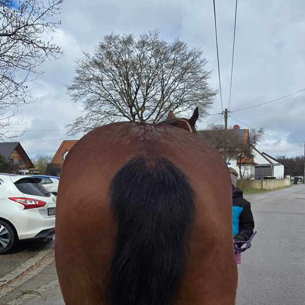 Pferdephysiotherapie Isabel Sieber, Münchner Osten: Pferd mit Beckenschiefstand vor der Behandlung