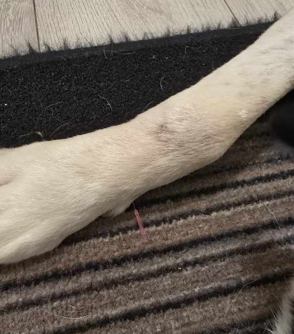 akupunktur-hund-1