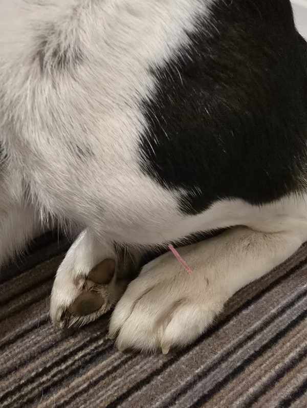 akupunktur-hund-3