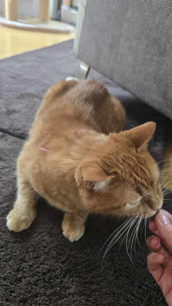 Entspannter Kater bei einer mobilen Akupunktur-Behandlung durch die Gelenkswerkstatt.