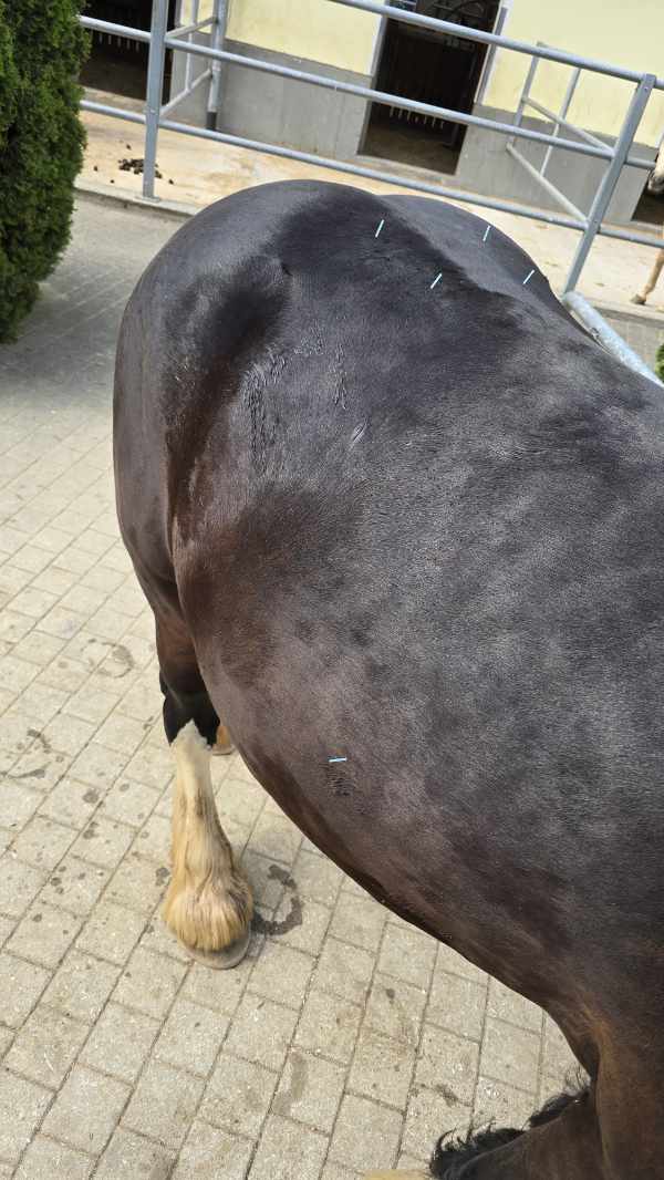 Schmerzlinderung und Entspannung beim Pferd durch gezielte Tierakupunktur im Stall