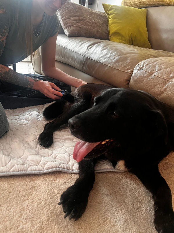novafon-hundephysiotherapie-arthrose-muenchen-ost Entspannung für die Muskeln: Die mobile Hundephysiotherapie löst mit der NOVAFON Schallwellentherapie hartnäckige Verspannungen am Hunderücken in München.